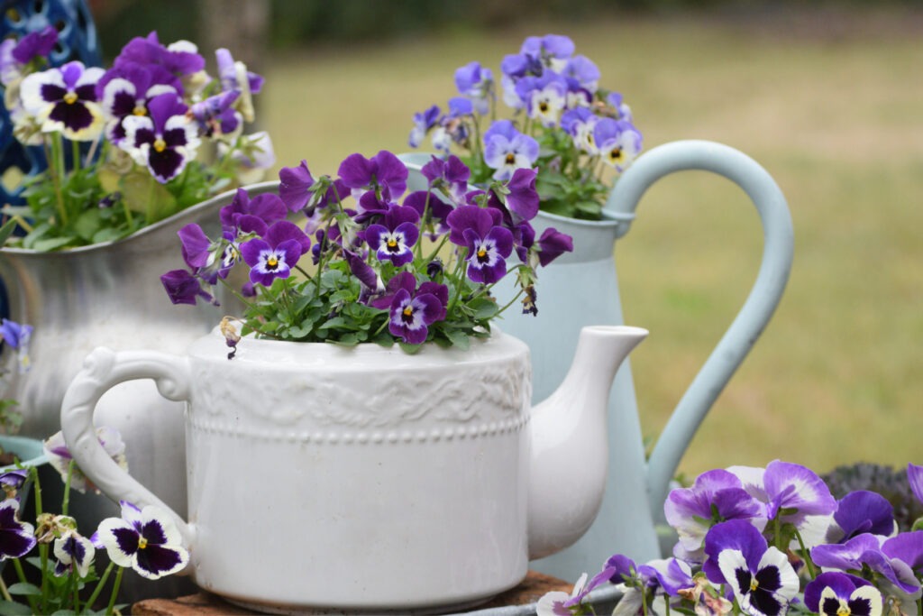 Pansies in teapots, watering cans and pots by Champagne and Sugarplums