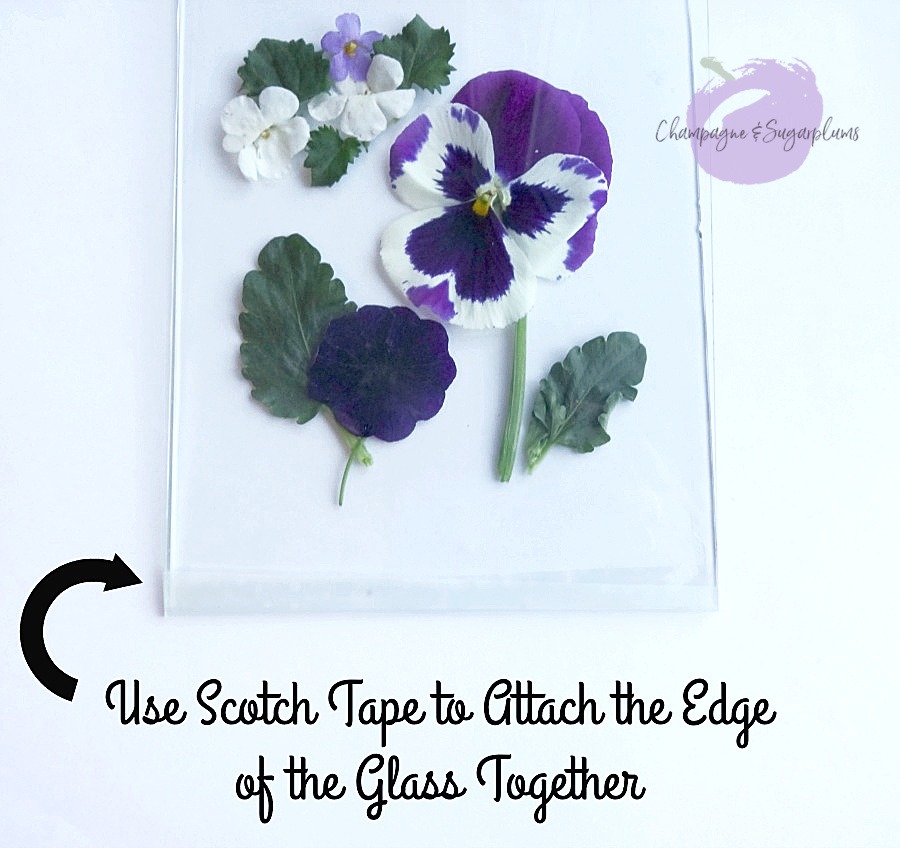 Adding tape to the bottom edge of two sheets of glass, holding pressed flowers in between by Champagne and Sugarplums
