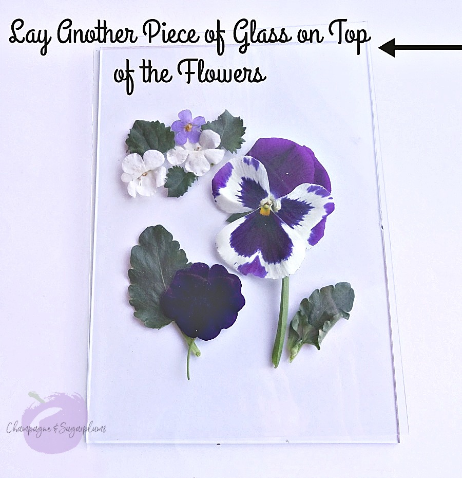 Flowers pressed between two sheets of glass by Champagne and Sugarplums